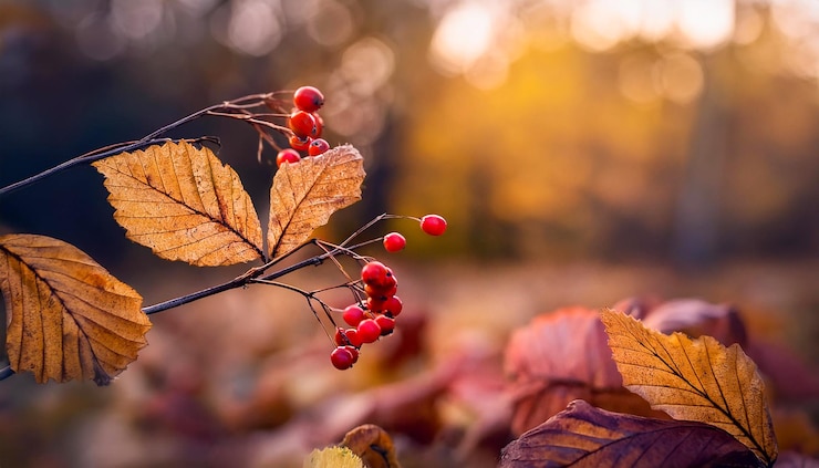 Photo autumn forêt feuilles d'arbres sèches avec des baies arrière-plan plante brune saison d'automnenaturel et biologique