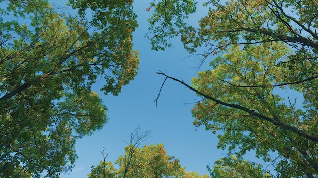 Autumn forêt fond chêne feuilles d'automne contre le ciel bleu beau fond extérieur