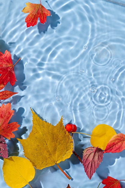 Autunm laisse sur la surface de l'eau. Beau fond d'ondulation de l'eau avec espace de copie