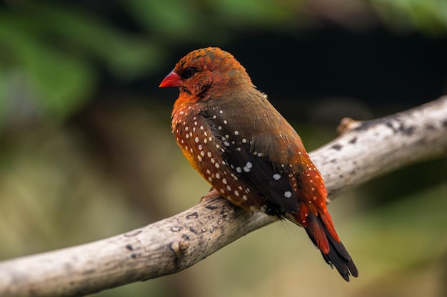 L'avadavat Amandava amandava rouge munia ou pinson des fraises est un oiseau de la taille d'un moineau