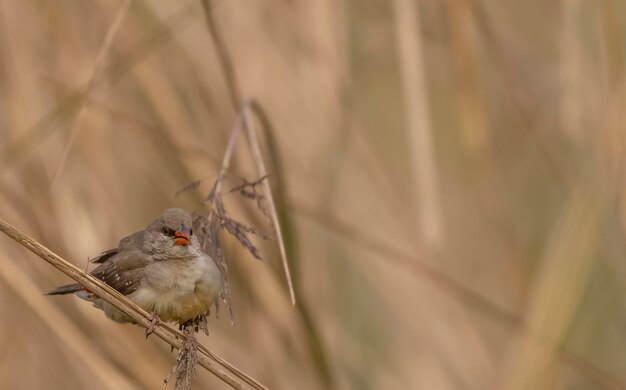 Avadavat rouge Amandava amandava femelle oiseau perché sur des buissons secs dans la forêt