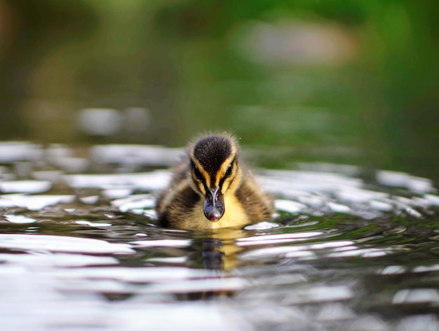 Photo avant sur l'image d'un canard dans le lac