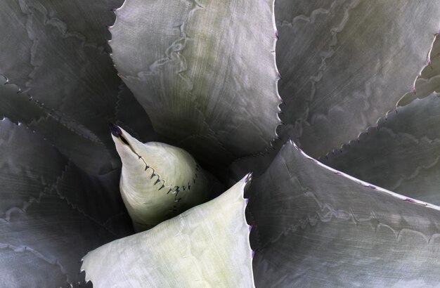 Avant-plan de l'agave Americana salmiana, un cactus à motif naturel