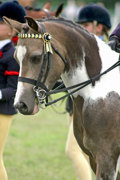 Photo l'avant et la tête d'un cheval de dressage