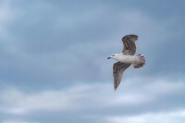 Ave en pleno vuelo