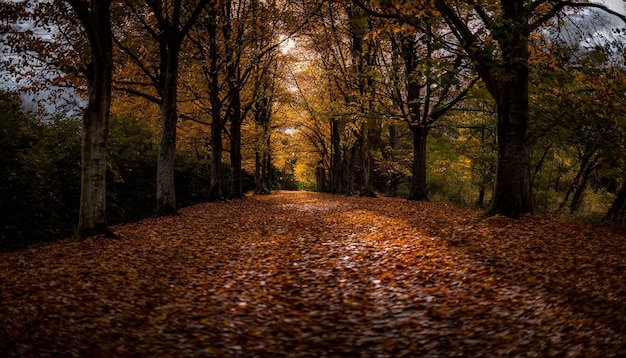 Une avenue d'automne vibrante couvre le sol de teintes dorées et d'une ambiance sereine.