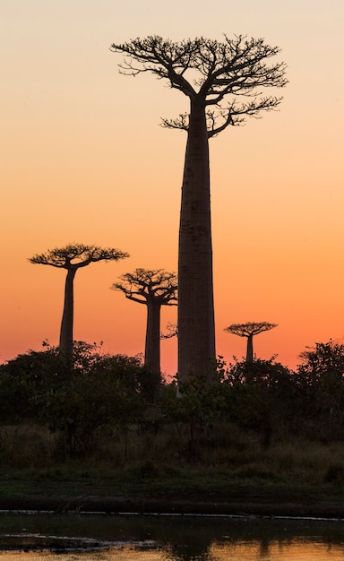 Avenue des baobabs au coucher du soleil à Madagascar