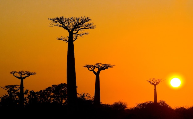 Avenue des baobabs au coucher du soleil à Madagascar