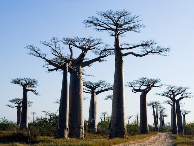 Avenue des baobabs à Madagascar
