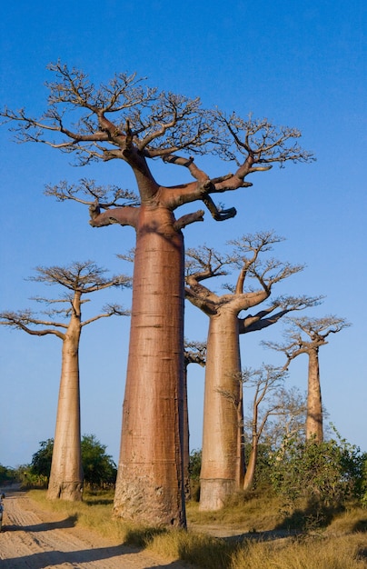 Avenue des baobabs à Madagascar