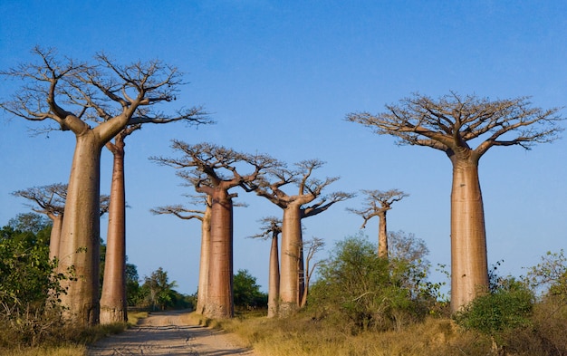 Avenue des baobabs à Madagascar