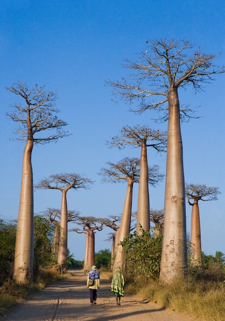 Avenue des baobabs à Madagascar