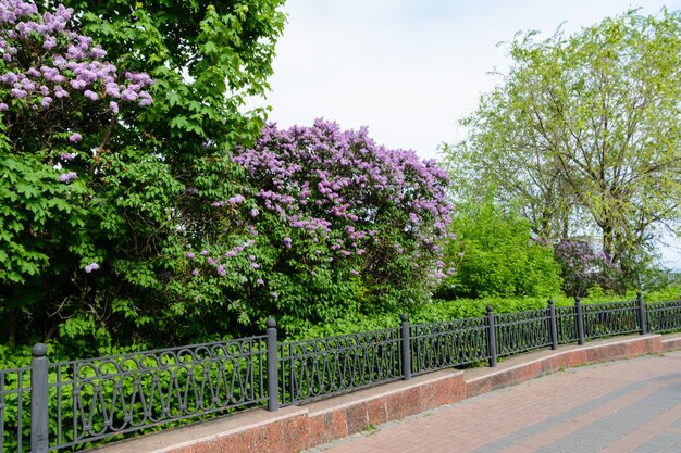 Avenue de la Couronne. Quai de la Volga à Oulianovsk, Russie. Printemps.