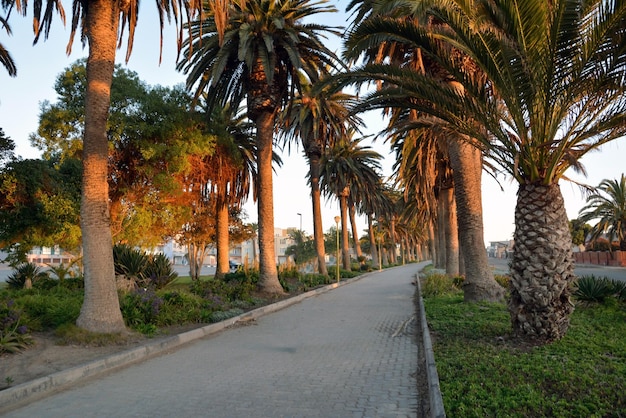 Une avenue déserte de grands palmiers est éclairée par le soleil du soir en perspective