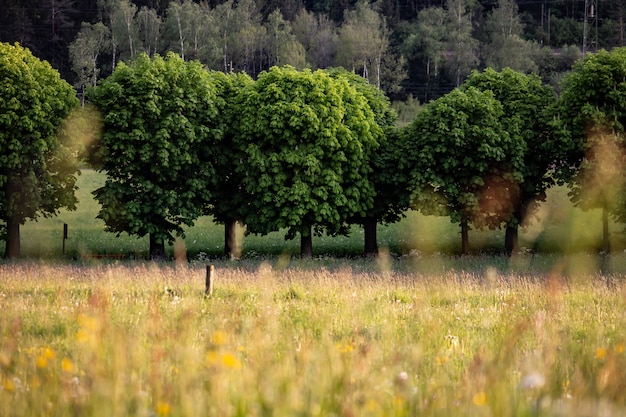 Photo avenue de la nature avec de grands arbres dans la forêt