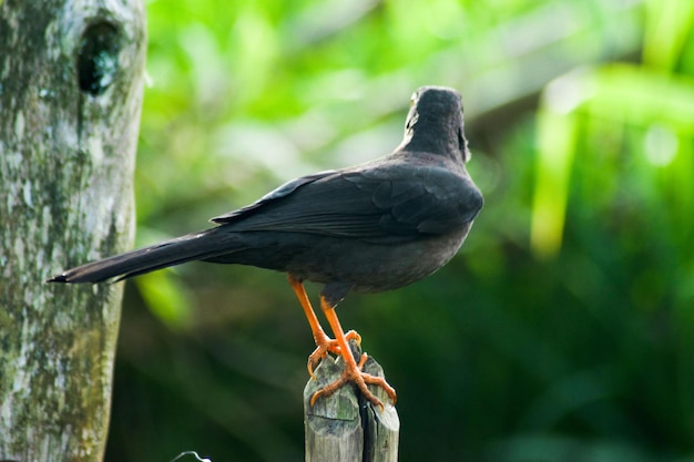 Photo aves de colombie