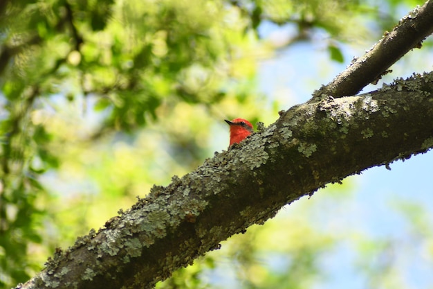 aves et pajaros