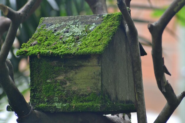 Photo aves et pajaros