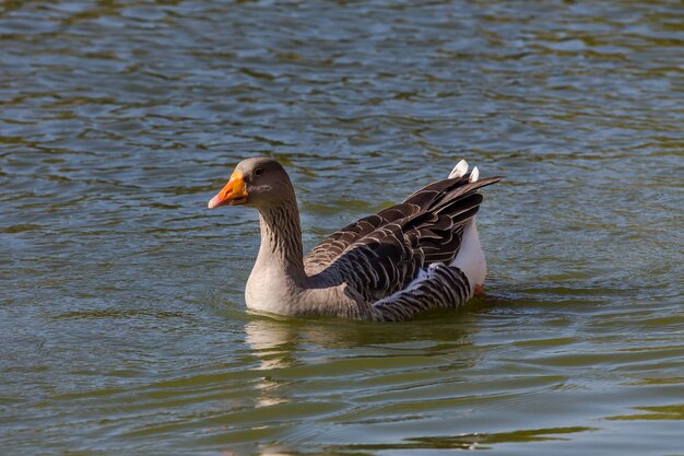 L'aviculture La grande oie grise nage dans l'étang en gros plan lors d'une soirée d'automne ensoleillée