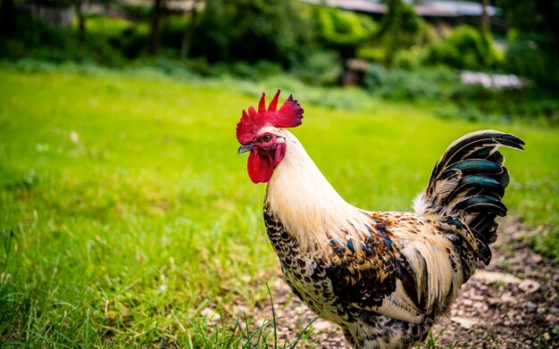 L'aviculture locale de campagne à Katmandou Népal