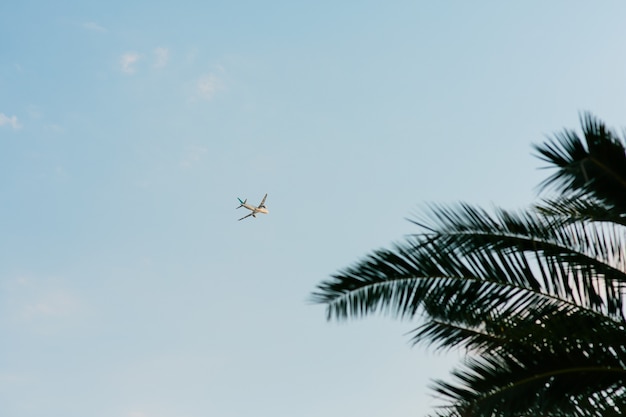 Avion dans le ciel tiré du sol volant au-dessus de la paume