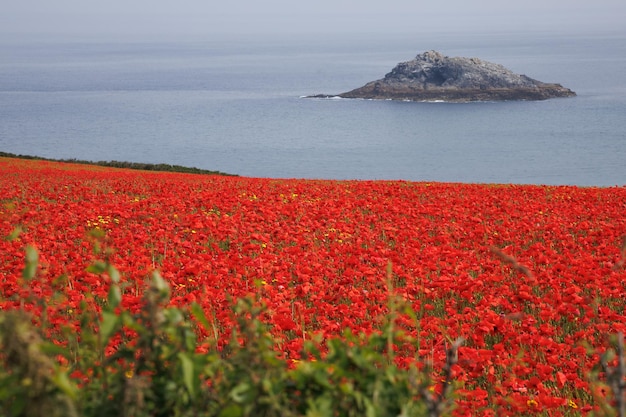 Photo avis de coquelicots en fleurs dans un champ à west pentire cornwall