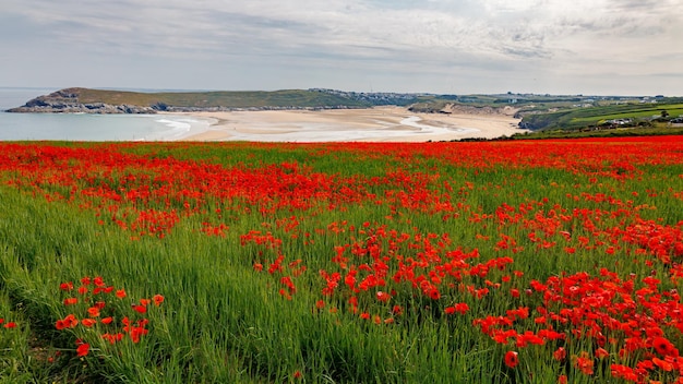 Photo avis de coquelicots en fleurs dans un champ à west pentire cornwall