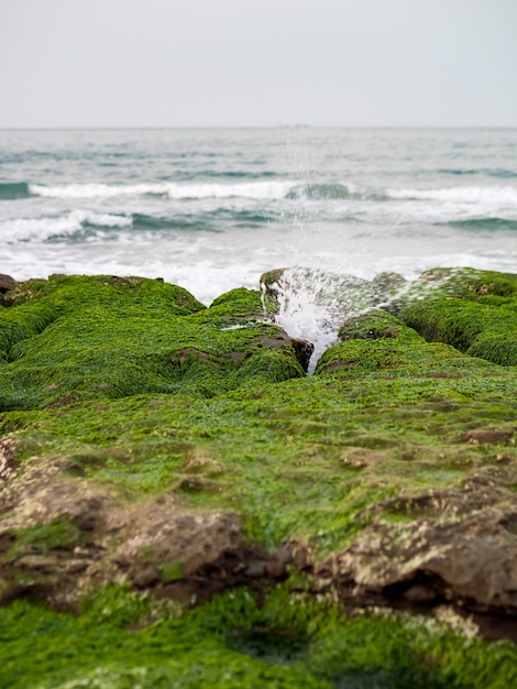 Photo avis de laomei green reef (auges en pierre) à new taipei city. algues vertes sur la gorge de la mer (fossé d'érosion marine) uniquement en avril et mai.