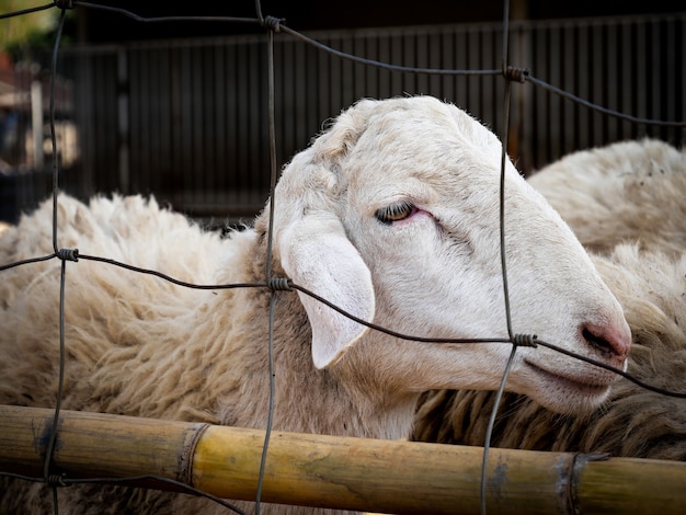 Avis de moutons en stylo