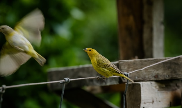 Avis d'oiseaux sauvages dans les montagnes de la Serra da Mantiqueira surplombant le paysage