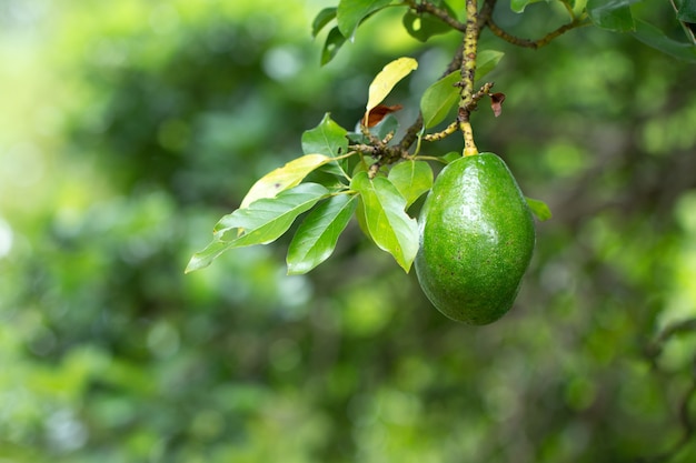 Avocat sur plante ou avocat cru sur ferme biologique de produits frais d&#39;arbres.