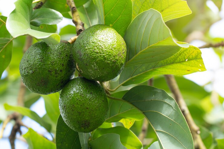 Avocat sur plante ou avocat cru sur un produit frais dans une ferme biologique de Thaïlande