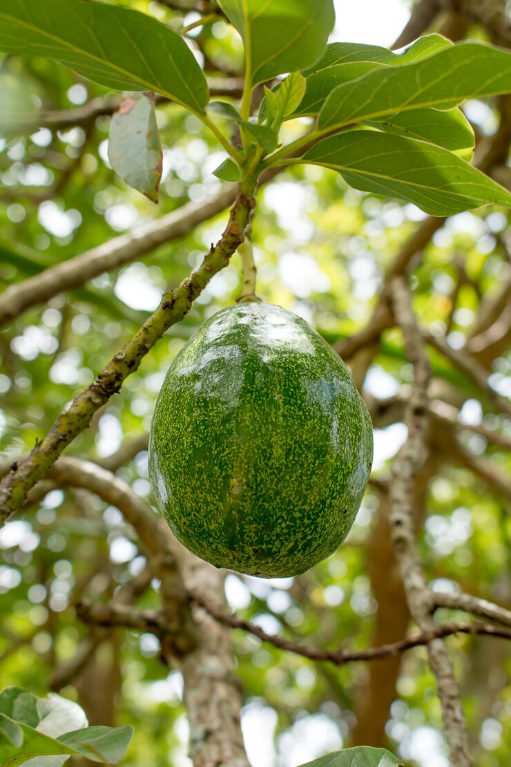 Avocat sur plante.