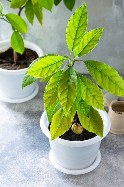 Avocatier et oranger cultivés à la maison plantes d'intérieur tropicales Espace de copie