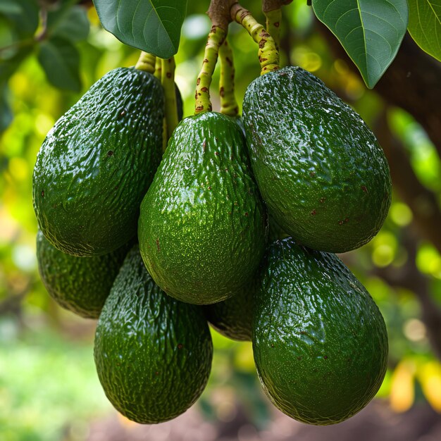 avocats frais naturels pour les photos de produits