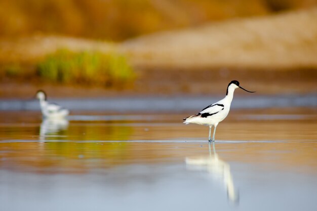 Avocette élégante, Recurvirostra avosetta