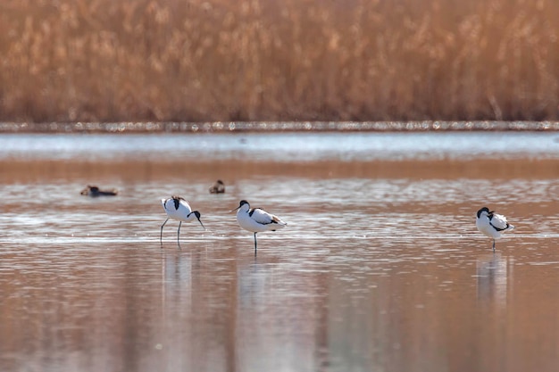 Avocette pie dans l'eau à la recherche de nourriture (Recurvirostra avosetta) Oiseau échassier noir et blanc