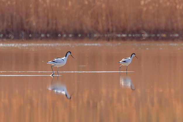 Avocette pie dans l'eau à la recherche de nourriture (Recurvirostra avosetta) Oiseau échassier noir et blanc