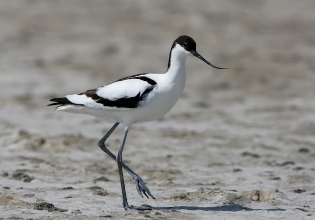 L'avocette Pie (recurvirostra Avosetta) Se Dresse Sur Le Sable