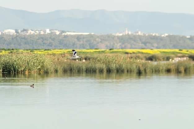 Avocettes en vol au-dessus du lac vert