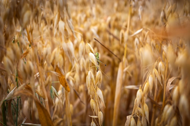 Avoine mûre dans le champ contre le ciel