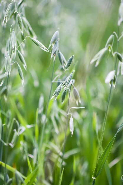 L'avoine verte pousse sur un champ cultivé