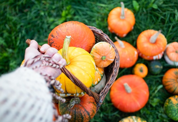 Awoman tenant des citrouilles décoratives d'automne Thanksgiving ou Halloween concept de récolte de vacances