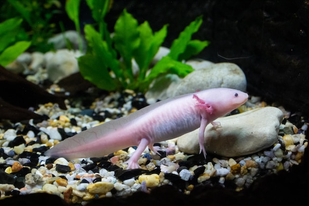 Photo l'axolotl rosa est une salamandre pédomorphe étroitement apparentée à la salamandre tigrée