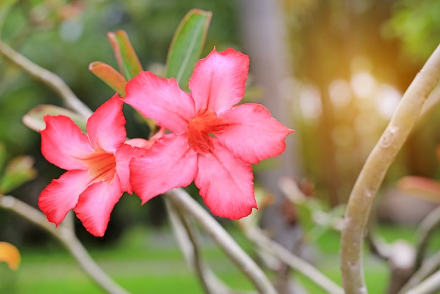 L&#39;azalée rose fleurit dans le jardin d&#39;été avec des rayons de soleil.