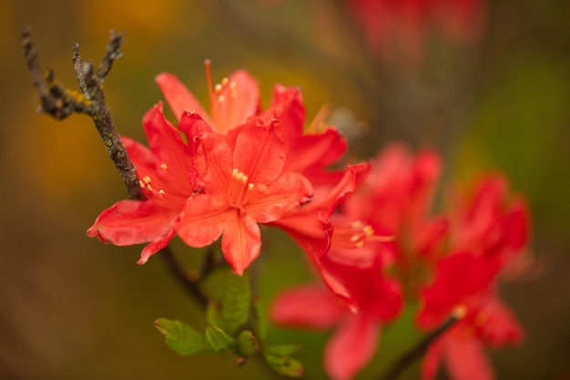 L'azalée rouge fleurit dans le jardin