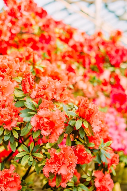 Azalées en fleurs dans des pots de serre