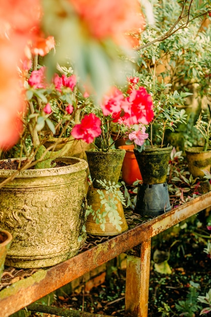 Azalées en fleurs dans des pots de serre