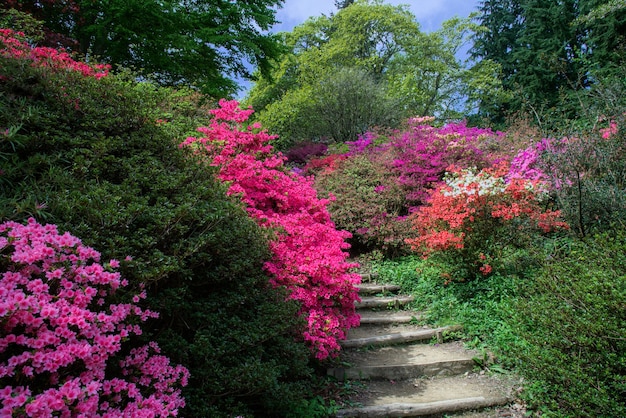 Azalées en pleine floraison