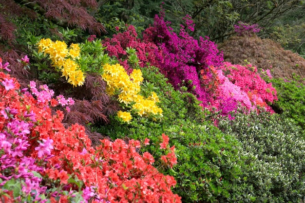 Azalées en pleine floraison